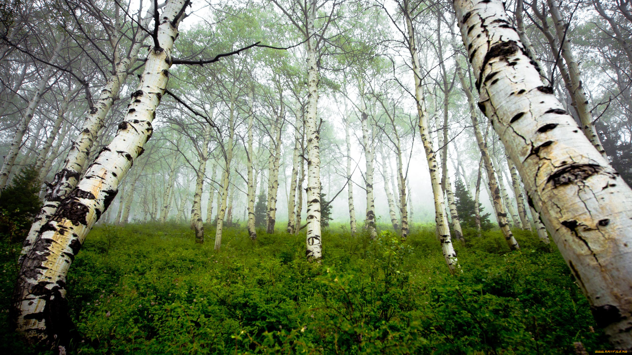 forest, , , , 